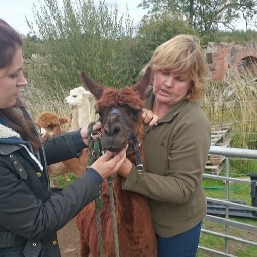 alpaca-husbandry-course.jpg