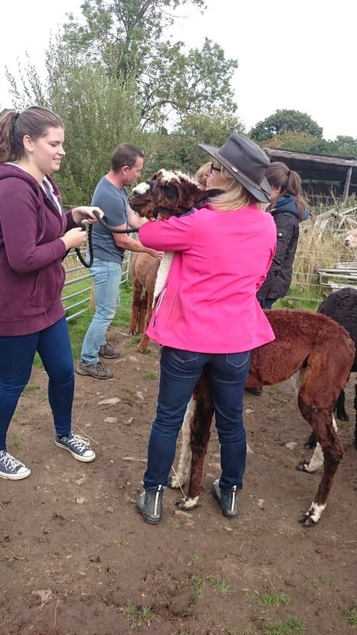 alpaca-husbandry-courses.jpeg