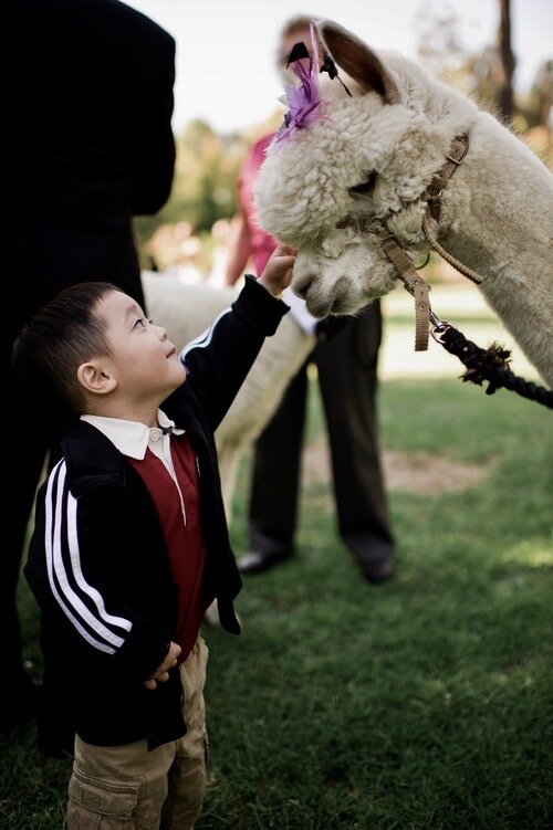 Boy w_ Alpaca - Edited.jpg