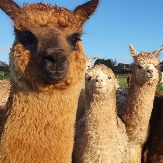 Charnwood+Forest+Alpacas.jpg