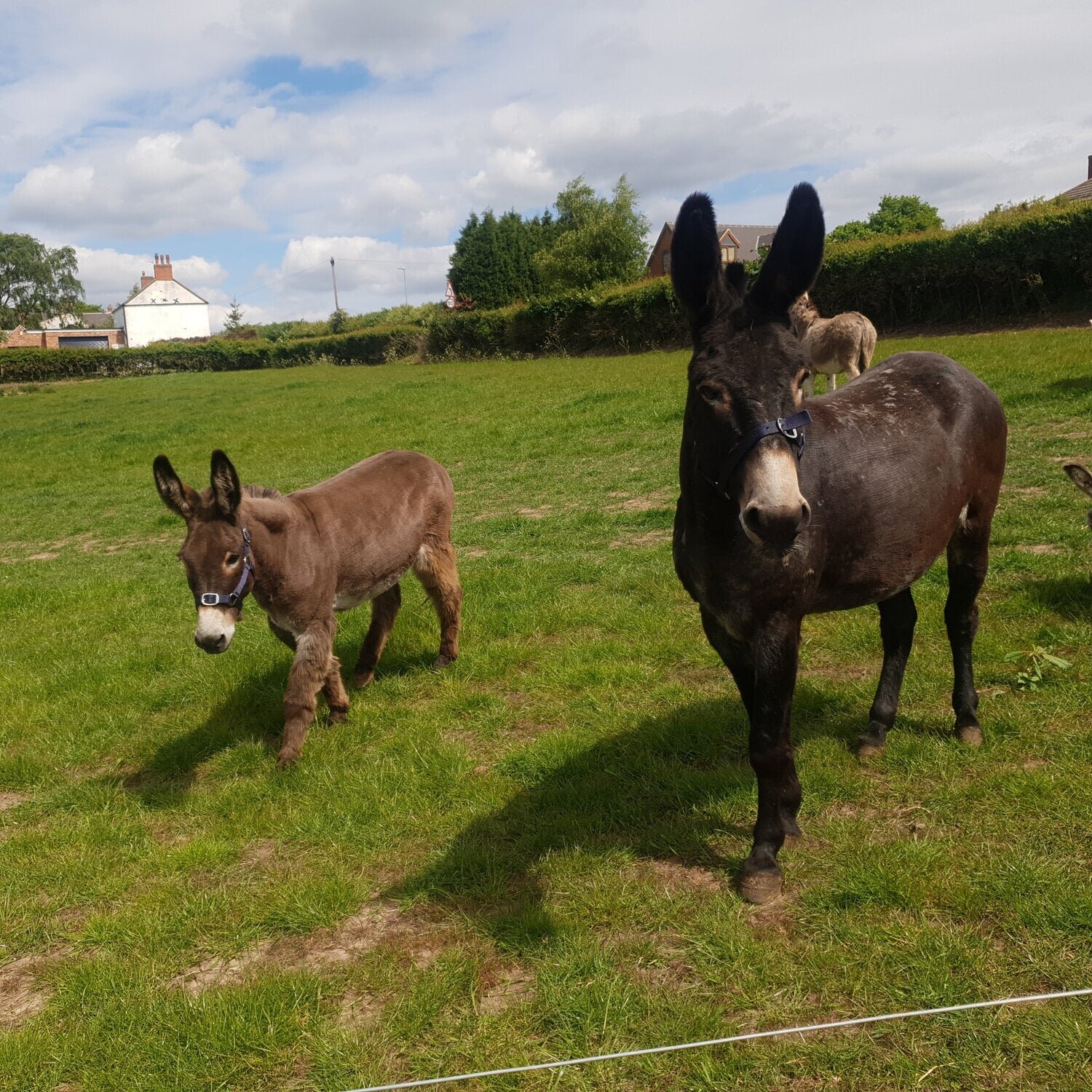 donkey-grooming-sessions-at-charnwood-forest.jpeg