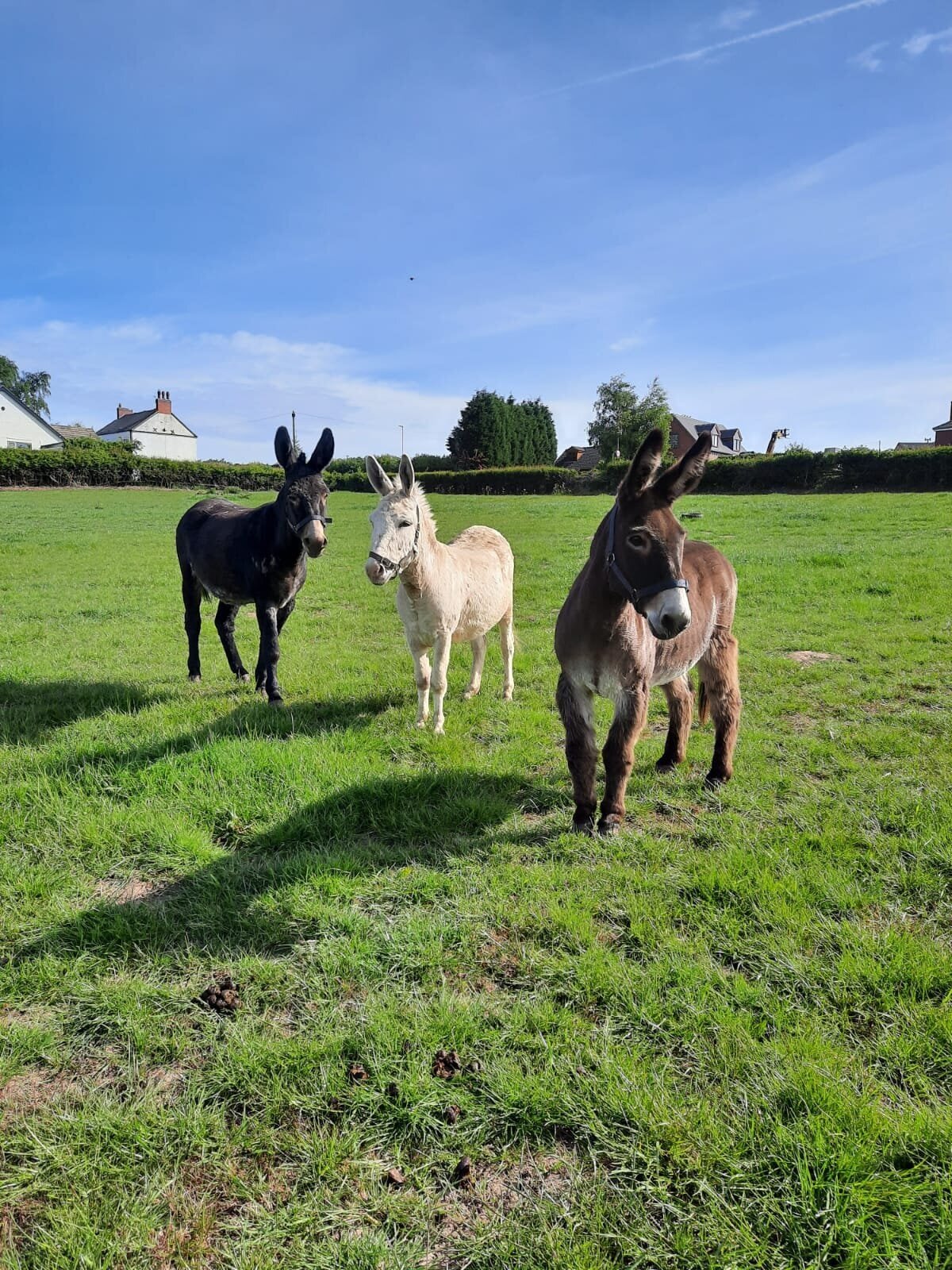 donkey-rides-at-charnwood-forest.jpeg