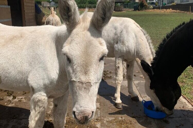 donkey-walks.jpg