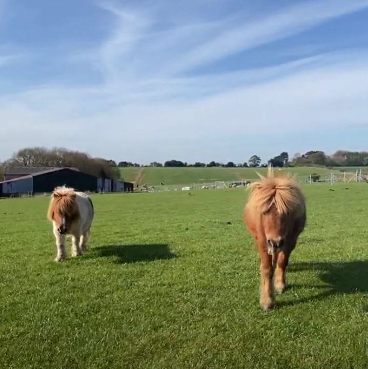 Shetland Ponies.JPG
