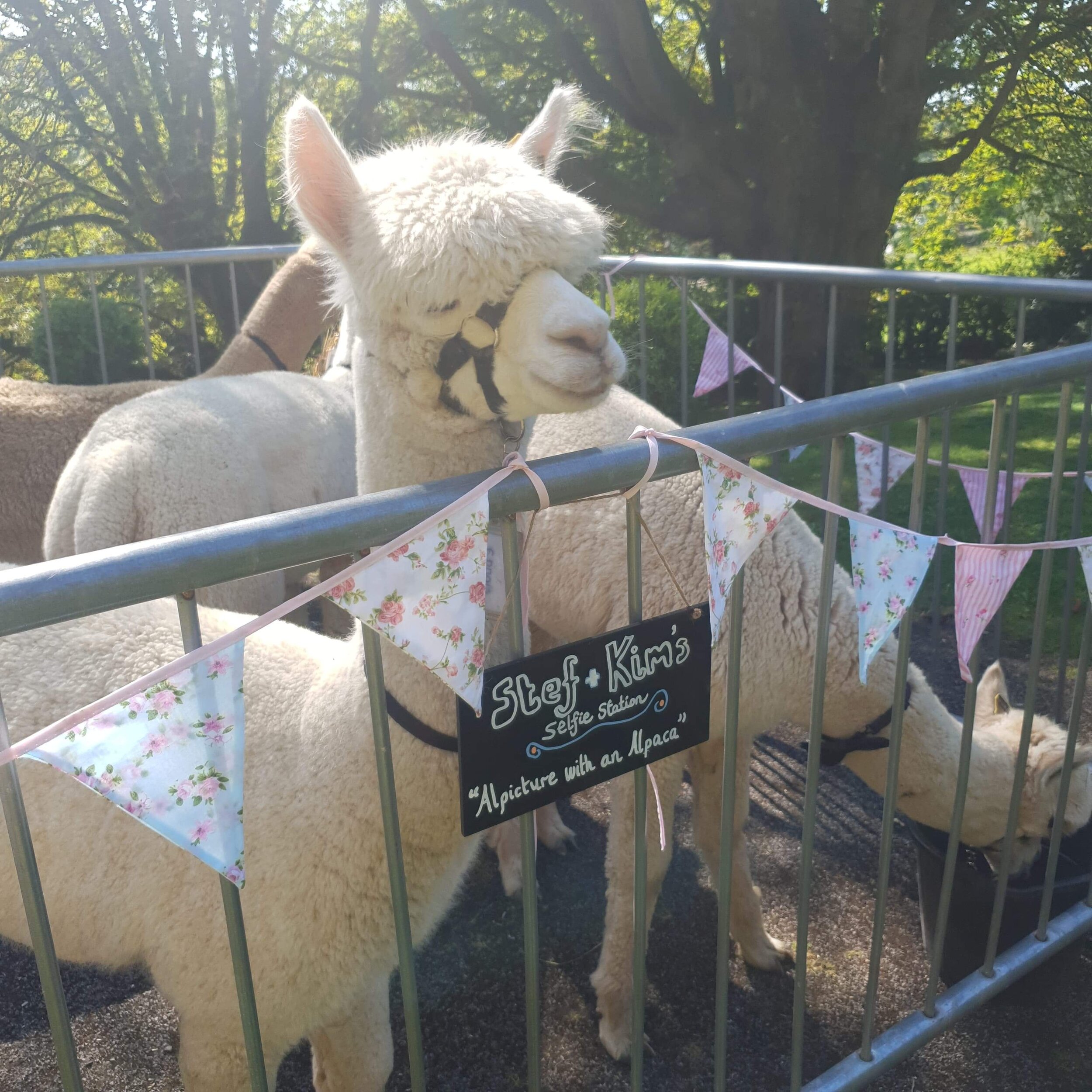 Wedding Alpaca Hire Charnwood Forest Alpacas.jpeg